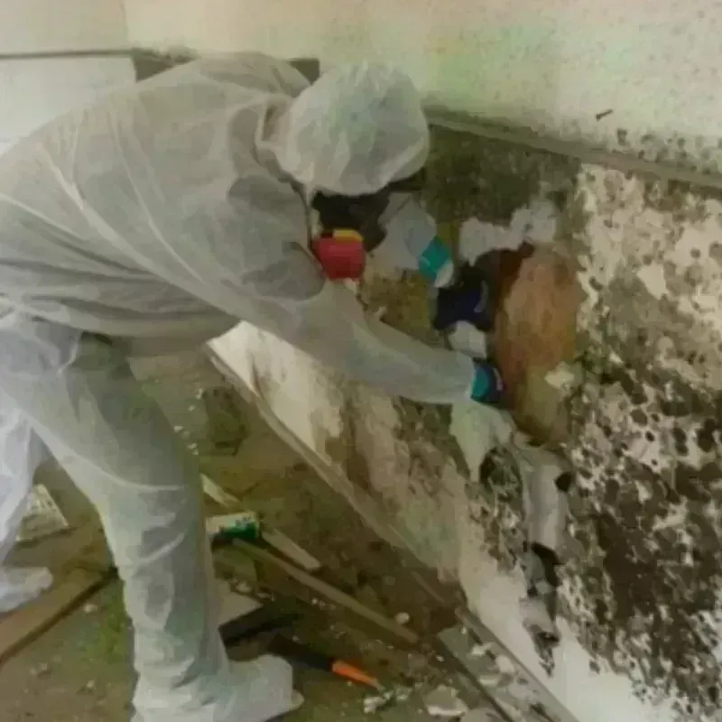 Mold Remediation and Removal in Enterprise, NV